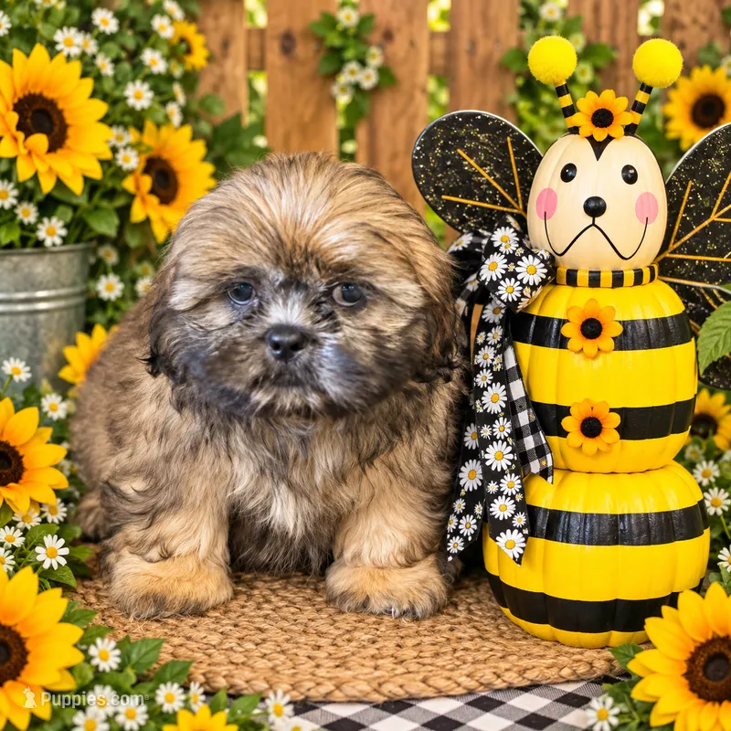 Lucillia  – Shih Tzu puppy for sale in Grand Bay, AL