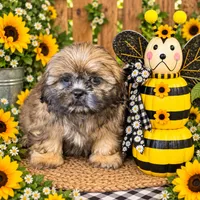 Lucillia , a female Shih Tzu for sale in Grand Bay, AL – 1 of 2
