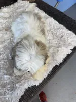 Frank, a male Shih Tzu for sale in Mobile, AL – 4 of 4