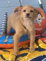 Fozzy, a male Chihuahua and Pomchi for sale in Mobile, AL – 1 of 5