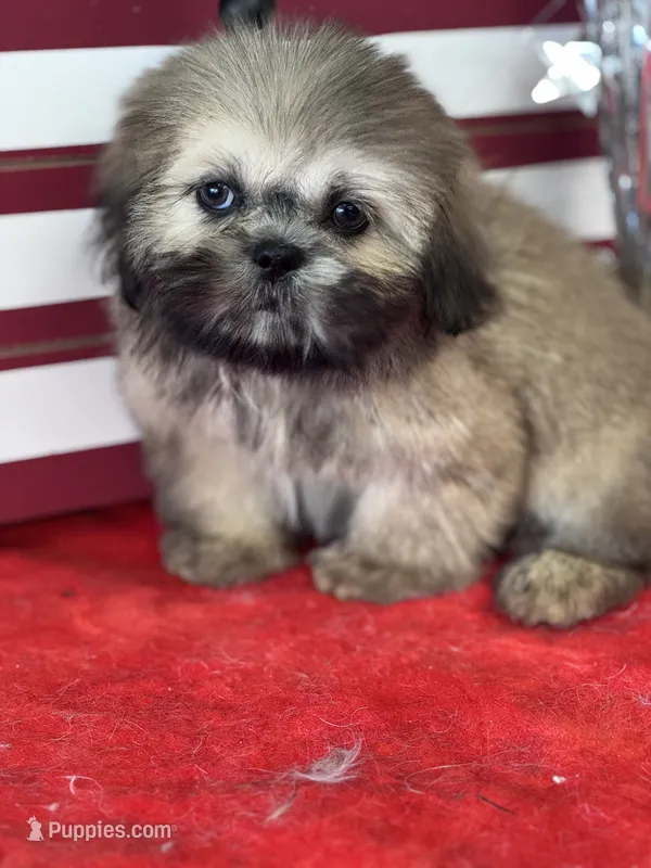 Happy – Shih Tzu puppy for sale in Mobile, AL