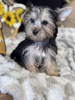 Sailor, a male Yorkshire Terrier for sale in Grand Bay, AL – 6 of 6