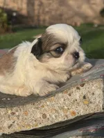 Michio , a male Shih Tzu for sale in Mobile, AL – Photo 5 of 5