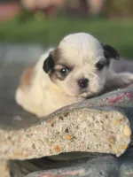 Michio , a male Shih Tzu for sale in Mobile, AL – Photo 1 of 5