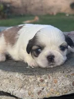 Michio , a male Shih Tzu for sale in Mobile, AL – Photo 4 of 5