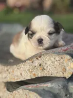 Michio , a male Shih Tzu for sale in Mobile, AL – Photo 2 of 5