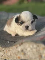 Michio , a male Shih Tzu for sale in Mobile, AL – Photo 3 of 5