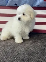 Girasol, a male Maltese for sale in Mobile, AL – 2 of 5