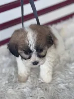 Yuna, a female Shichon for sale in Mobile, AL – 3 of 4