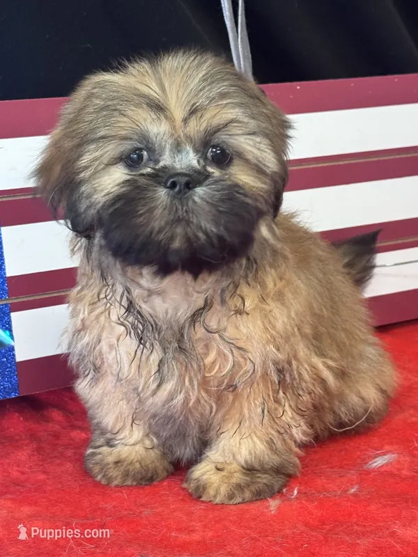 Hubble – Shih Tzu puppy for sale in Mobile, AL