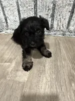 Schnuggles, a female Schnoodle for sale in Mobile, AL – 4 of 6