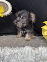 Butter Bean, a male Yorkshire Terrier for sale in Grand Bay, AL – 4 of 4