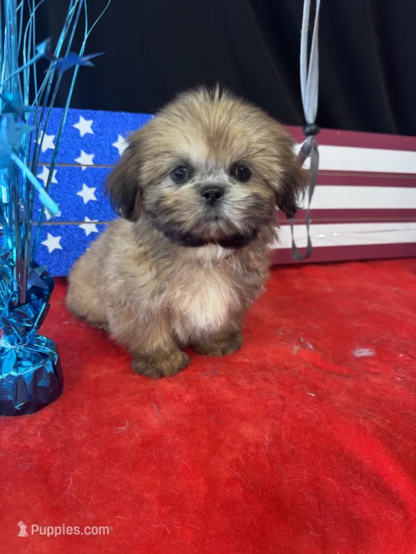 Damoen  – Shih Tzu puppy for sale in Mobile, AL