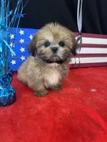 Damoen , a male Shih Tzu for sale in Mobile, AL – 1 of 4