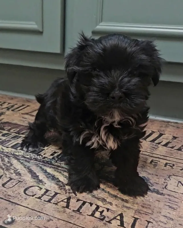 Mako – Yorkshire Terrier puppy for sale in Mobile, AL