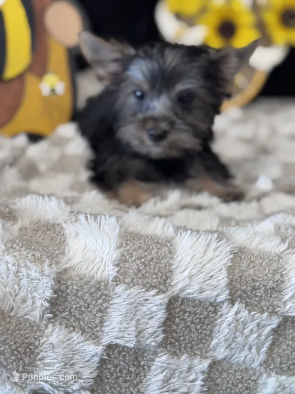 Butter Bean – Yorkshire Terrier puppy for sale in Grand Bay, AL