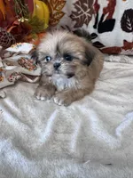 Lolly, a female Shih Tzu for sale in Grand Bay, AL – 5 of 6