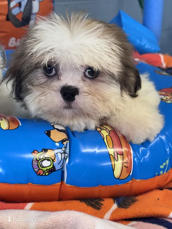 Zella – Shih Tzu puppy for sale in Mobile, AL