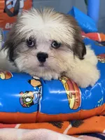 Zella, a female Shih Tzu for sale in Mobile, AL – 1 of 4