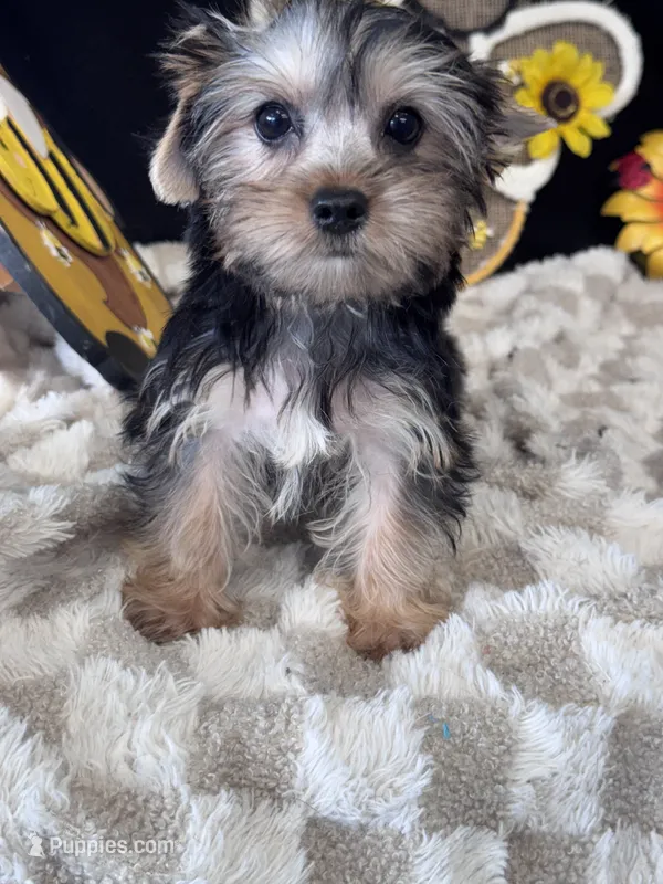 Sailor – Yorkshire Terrier puppy for sale in Grand Bay, AL