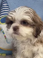 Joffery, a male Shih Tzu for sale in Mobile, AL – 1 of 6