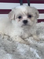 Isolde, a female Shichon for sale in Mobile, AL – 3 of 3