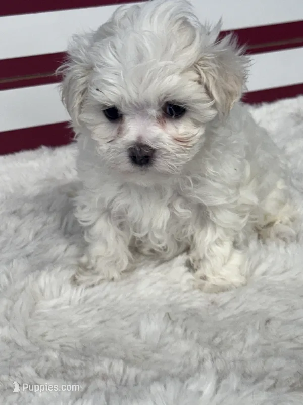 Flower – Maltese puppy for sale in Mobile, AL
