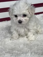 Flower, a female Maltese for sale in Mobile, AL – 1 of 4