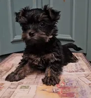 Thia , a female Yorkshire Terrier for sale in Grand Bay, AL – 5 of 6