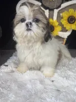 Kate, a female Shih Tzu for sale in Mobile, AL – 1 of 5