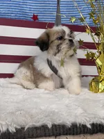 Avi, a male Shichon for sale in Mobile, AL – 2 of 4