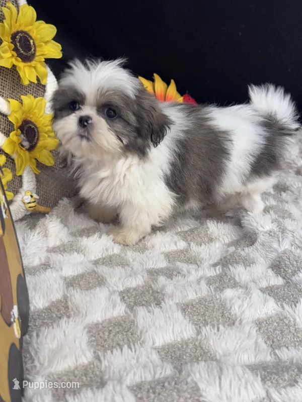 Luc – Shih Tzu puppy for sale in Grand Bay, AL