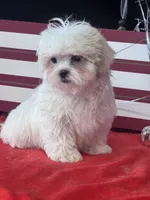 Darwood, a male Mal Shi for sale in Mobile, AL – 1 of 4