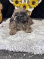 Amanda, a female Shih Tzu for sale in Mobile, AL – 3 of 4