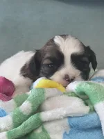 Carhartt, a male Shichon for sale in Mobile, AL – 4 of 5