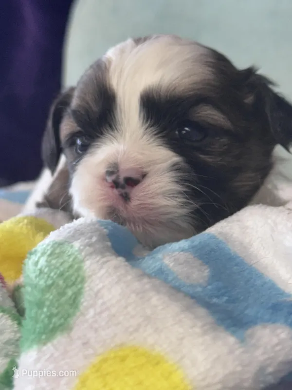 Carhartt – Shichon puppy for sale in Mobile, AL