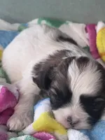 Carhartt, a male Shichon for sale in Mobile, AL – 5 of 5