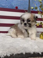 Avi, a male Shichon for sale in Mobile, AL – 1 of 4