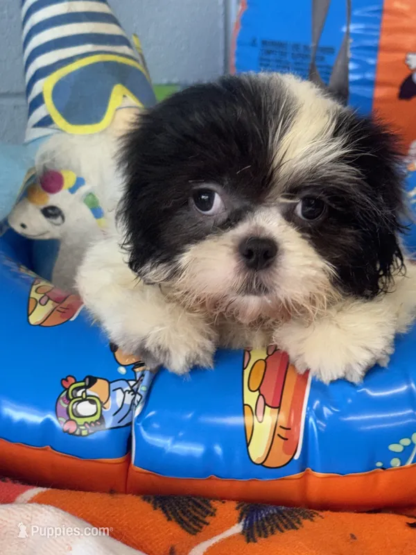 Della – Shih Tzu puppy for sale in Mobile, AL