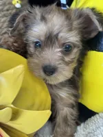 Horas, a male Yorkshire Terrier and Poodle - Toy  for sale in Grand Bay, AL – 4 of 5