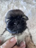 Zorie, a female Shih Tzu for sale in Mobile, AL – 2 of 3
