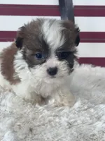 Enzo, a male Shichon for sale in Mobile, AL – 1 of 5