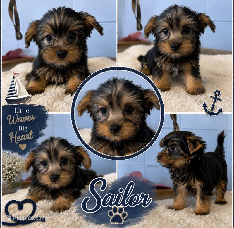 Sailor – Yorkshire Terrier puppy for sale in Mobile, AL