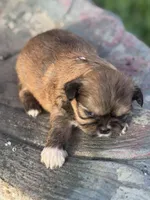 Fae, a female Shih Tzu for sale in Mobile, AL – Photo 2 of 4