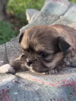 Fae, a female Shih Tzu for sale in Mobile, AL – Photo 3 of 4