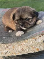 Fae, a female Shih Tzu for sale in Mobile, AL – Photo 4 of 4