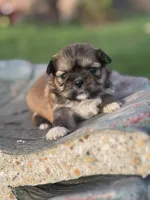 Fae, a female Shih Tzu for sale in Mobile, AL – Photo 1 of 4