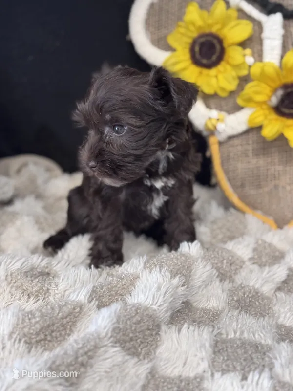 Nettie – Miniature Schnauzer puppy for sale in Grand Bay, AL