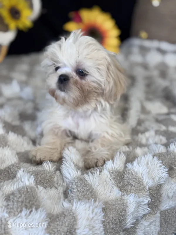 Knight – Shih Tzu puppy for sale in Grand Bay, AL