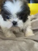 Azul, a male Shih Tzu for sale in Grand Bay, AL – 2 of 5